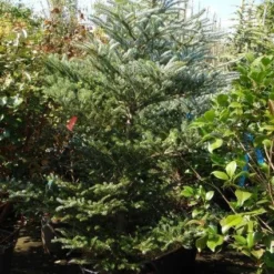 Koreaanse Zilverspar (Abies Koreana) -Aanbiedingen Tuin Verrassing Winkel 20101207141134 7