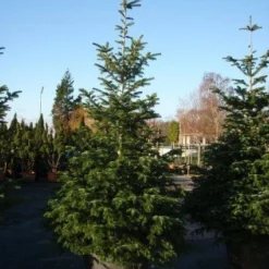 Nordmann-spar (Abies Nordmanniana) -Aanbiedingen Tuin Verrassing Winkel 20101207141610 21