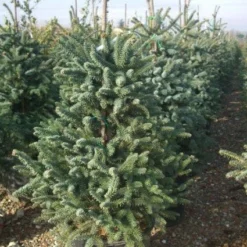 Spaanse Den (Abies Pinsapo 'Glauca')