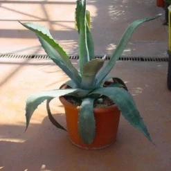 Agave (Agave Americana)