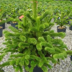 Apeboom (Araucaria Araucana) -Aanbiedingen Tuin Verrassing Winkel 20101209111447 17