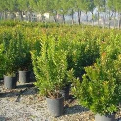 Aardbeiboom Als Struik (Arbutus Unedo) -Aanbiedingen Tuin Verrassing Winkel 20101209111801 7 1