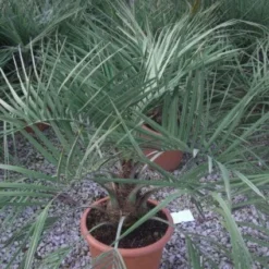 Geleipalm (Butia Capitata) -Aanbiedingen Tuin Verrassing Winkel 20101209131859 6 1