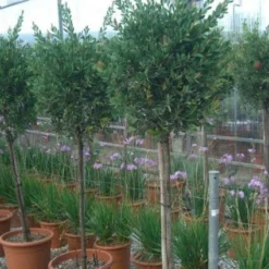 Lampepoetserplant Op Stam (Callistemon Laevis )