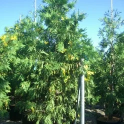 Bonte Libocedrus (Calocedrus Decurrens 'Aureovariegata')