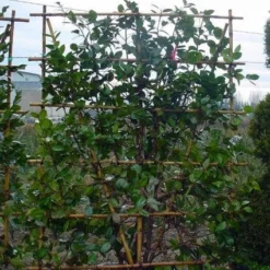 Camelia Als Leivorm (Camellia Japonica) -Aanbiedingen Tuin Verrassing Winkel 20101209154447 2