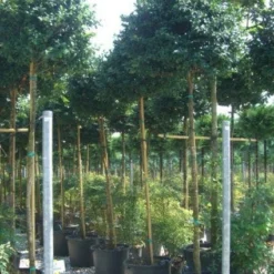 Camelia Als Boom (Camellia Sasanqua)