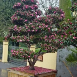 Camelia Als Bonsai (Camellia Sasanqua) -Aanbiedingen Tuin Verrassing Winkel 20101209155313 2