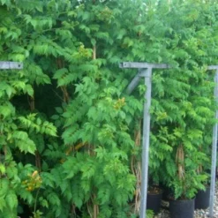 Trompetbloem (Campsis Tagliabuana 'Mme Galen') -Aanbiedingen Tuin Verrassing Winkel 20101209155845 9