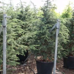 Libanonceder (Cedrus Libani) -Aanbiedingen Tuin Verrassing Winkel 20101210104411 17 1