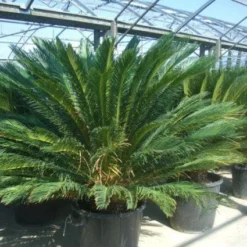 Cycaspalm (Cycas Revoluta) -Aanbiedingen Tuin Verrassing Winkel 20101212150045 5