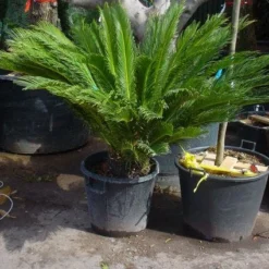 Cycaspalm (Cycas Revoluta) -Aanbiedingen Tuin Verrassing Winkel 20101212150101 5 1