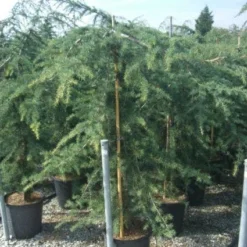 Treurceder (Cedrus Deodara 'Pendula') -Aanbiedingen Tuin Verrassing Winkel 20101212154242 13 1