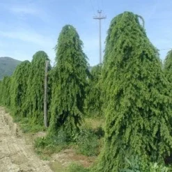 Treurceder (Cedrus Deodara 'Pendula') -Aanbiedingen Tuin Verrassing Winkel 20101212154305 13