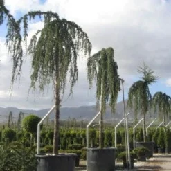 Treurceder Als Boom (Cedrus Libani 'Glauca Pendula')
