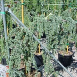 Treurceder Op Stam (Cedrus Libani 'Glauca Pendula')