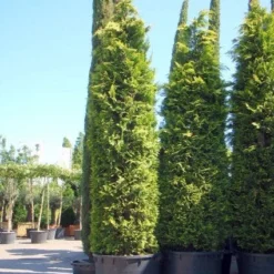 Gele Haagconifeer (Chamaecyparis Lawsoniana 'Ivonne') -Aanbiedingen Tuin Verrassing Winkel 20101212171752 10 1