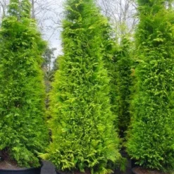 Gele Haagconifeer (Chamaecyparis Lawsoniana 'Stardust') -Aanbiedingen Tuin Verrassing Winkel 20101212172706 7