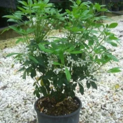 Choisya (Choisya Ternata) -Aanbiedingen Tuin Verrassing Winkel 20101213090655 6