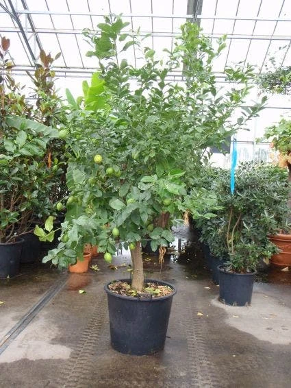 Citroen (Citrus Lemonium) 1 Citroen (Citrus Lemonium)