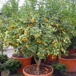 Kumquat (Citrus Kumquat) -Aanbiedingen Tuin Verrassing Winkel 20101213091756 7