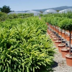 Sikkelden Op Stam (Cryptomeria Japonica 'Globosa Nana') -Aanbiedingen Tuin Verrassing Winkel 20101213102352 1