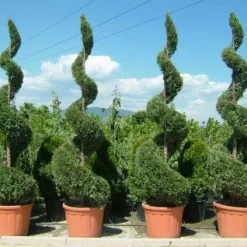 Leylandii Als Spiraal (Cupressocyparis Leylandii)