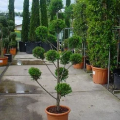 Cupressocyparis Als Bonsai (Cupressocyparis Leylandii 'Castlewellan Gold' ) -Aanbiedingen Tuin Verrassing Winkel 20101213113337 7