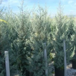 Cipres (Cupressus Arizonica 'Glauca') -Aanbiedingen Tuin Verrassing Winkel 20101213122927 13 1