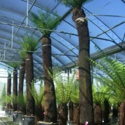 Boomvaren (Dicksonia Antarctica) 14 Boomvaren (Dicksonia Antarctica) -Aanbiedingen Tuin Verrassing Winkel 20101213133314 11