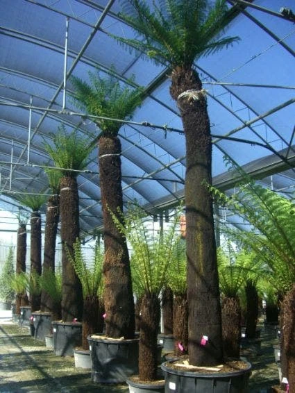 Boomvaren (Dicksonia Antarctica) 3 Boomvaren (Dicksonia Antarctica) - Afbeelding 3