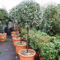 Olijfwilg Op Stam (Elaeagnus Ebbingei) -Aanbiedingen Tuin Verrassing Winkel 20101213141424 3