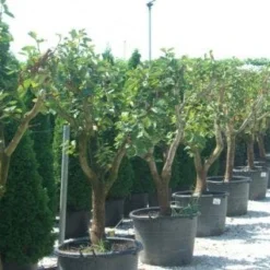 Kaki (Diospyros Kaki) -Aanbiedingen Tuin Verrassing Winkel 20101213150225 8