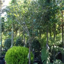 Kaki (Diospyros Kaki) -Aanbiedingen Tuin Verrassing Winkel 20101213150233 8