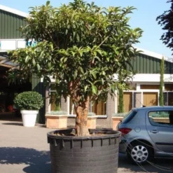 Japanse Mispel (Eriobotrya Japonica) -Aanbiedingen Tuin Verrassing Winkel 20101213154517 7