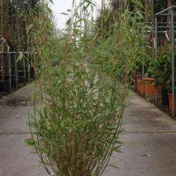 Niet Woekerende Bamboe (Fargesia Murieliae 'Bimbo') -Aanbiedingen Tuin Verrassing Winkel 20101215104356 4