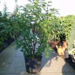 Vijg (Ficus Carica) -Aanbiedingen Tuin Verrassing Winkel 20101215105457 10