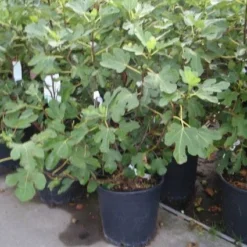 Vijg (Ficus Carica) -Aanbiedingen Tuin Verrassing Winkel 20101215105937 10