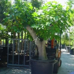 Vijg Als Solitair (Ficus Carica) -Aanbiedingen Tuin Verrassing Winkel 20101215111635 7