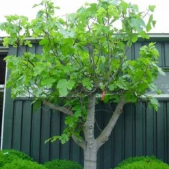 Vijg Als Solitair (Ficus Carica) -Aanbiedingen Tuin Verrassing Winkel 20101215111658 7