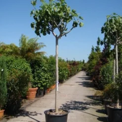 Vijgenboom (Ficus Carica) -Aanbiedingen Tuin Verrassing Winkel 20101215112153 7