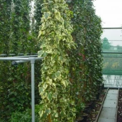 Kaukasische Klimop (Hedera Colchica 'Dentata Variegata') -Aanbiedingen Tuin Verrassing Winkel 20101215123326 6