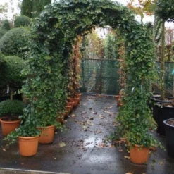 Klimop In Boogvorm (Hedera Hibernica) -Aanbiedingen Tuin Verrassing Winkel 20101215125056 1