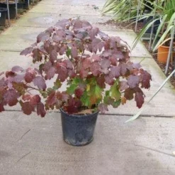 Eikenbladhortensia (Hydrangea Quercifolia) -Aanbiedingen Tuin Verrassing Winkel 20101215152513 6