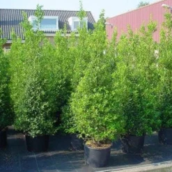 Hulst (Ilex Aquifolium 'Silver Queen') -Aanbiedingen Tuin Verrassing Winkel 20101215153306 11