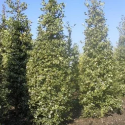 Hulst (Ilex Aquifolium 'Argentea Marginata') -Aanbiedingen Tuin Verrassing Winkel 20101215153638 9