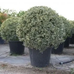 Bonte Hulst In Bolvorm (Ilex Aquifolium 'Argentea Marginata') -Aanbiedingen Tuin Verrassing Winkel 20101215154613 5