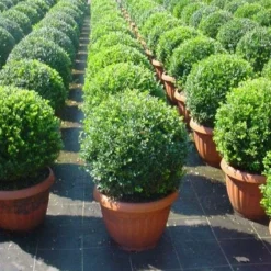 Japanse Hulst In Bolvorm (Ilex Crenata 'Convexa')