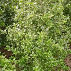 Blauwe Hulst (Ilex Meserveae 'Blue Prince')