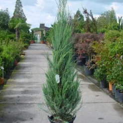 Jeneverbes (Juniperus Scopulorum 'Skyrocket') -Aanbiedingen Tuin Verrassing Winkel 20101216132150 6